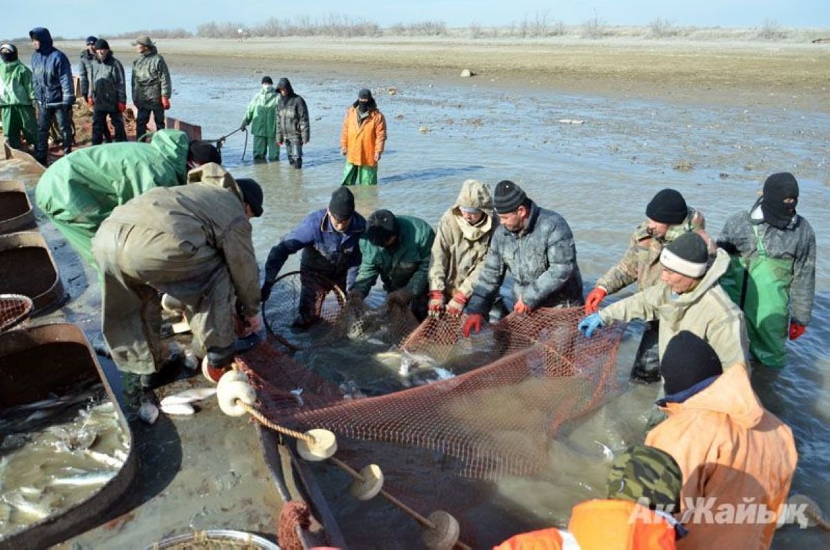 Балық та қазақтың бір байлығы - балық өнімдеріне сұраныс артып келеді