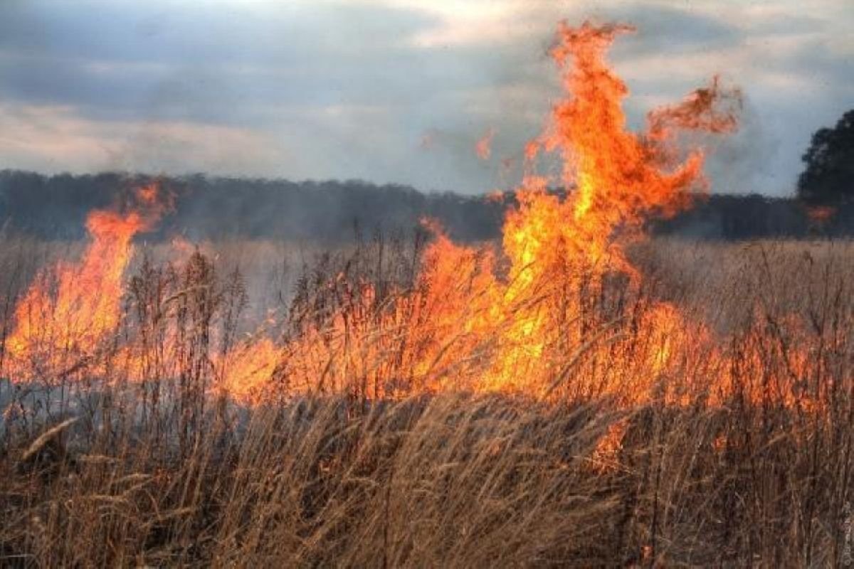 Ен даладағы өртті сөндірем деп әлек болған әкім тірідей жанып кетті