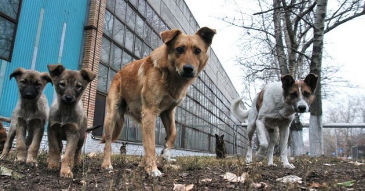 Алматыдағы иесіз ит-мысықтың көзін жоюға 176 млн теңге бөлінген