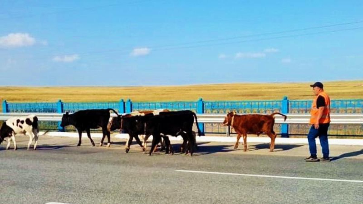 Қазақстанда үй жануарларының жолға шығып кету фактілері азаймай тұр