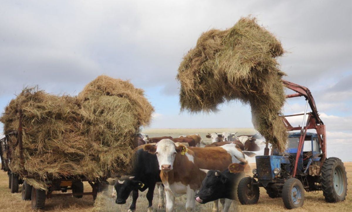 Ауылда да бақуатты өмір  сүруге мүмкіндік көп