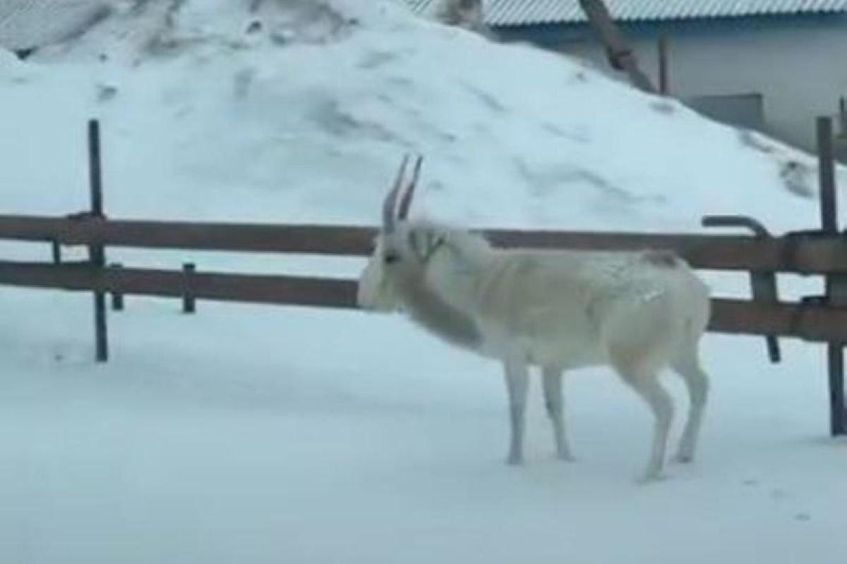 Ақмола облысында ауылға ақбөкен кіріп кетті