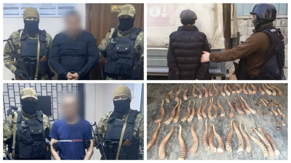 293 дана киік мүйізін сатпақ болған браконьерлер ұсталды