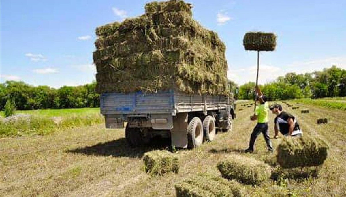 Шардаралықтар Маңғыстауға 300 тоннаға жуық жем-шөп жөнелтті