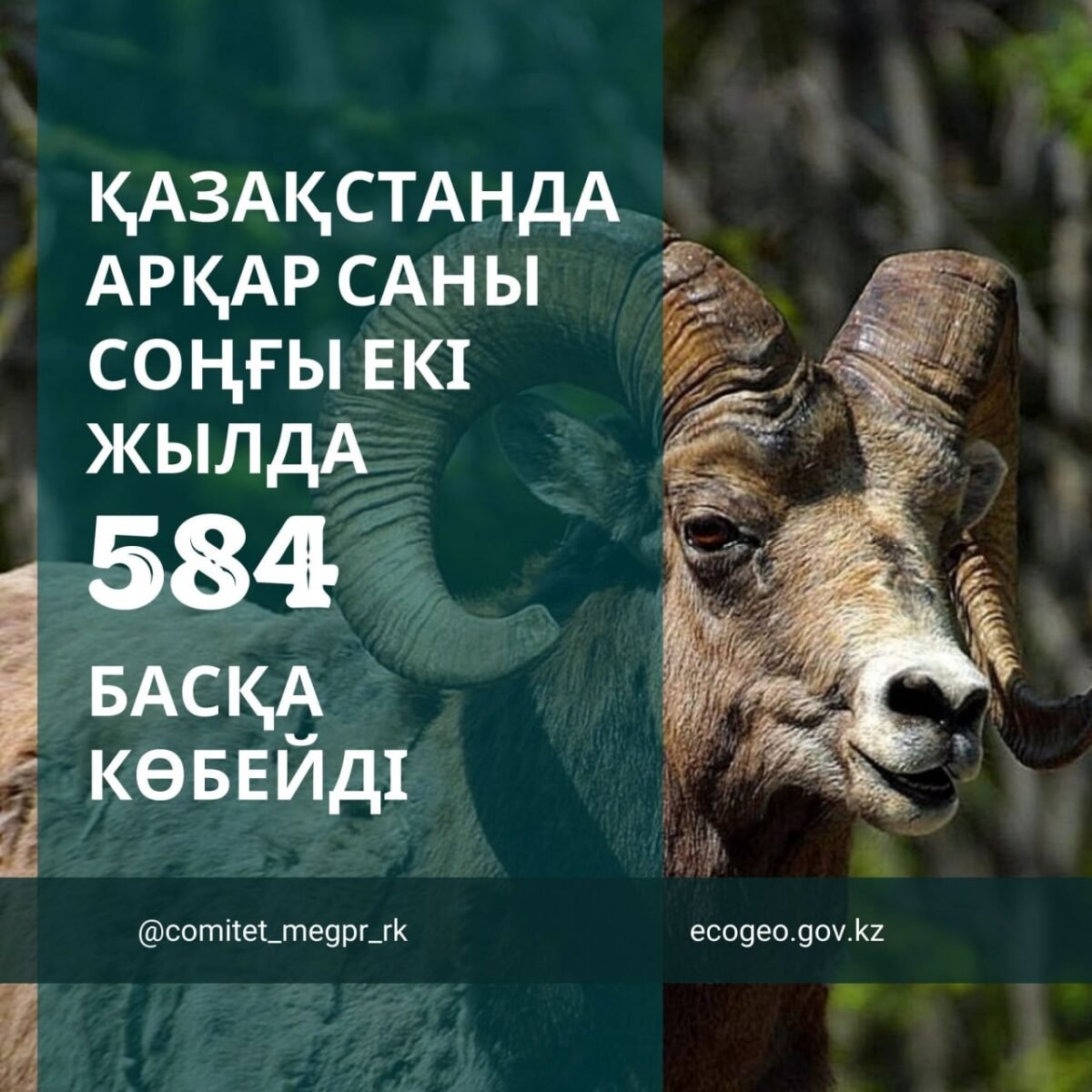 Қазақстанда арқар саны соңғы екі жылда 584 басқа көбейді