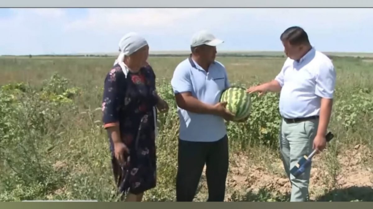 Көпбалалы отбасы қарбыз егіп, мол табысқа кенелді (ВИДЕО)