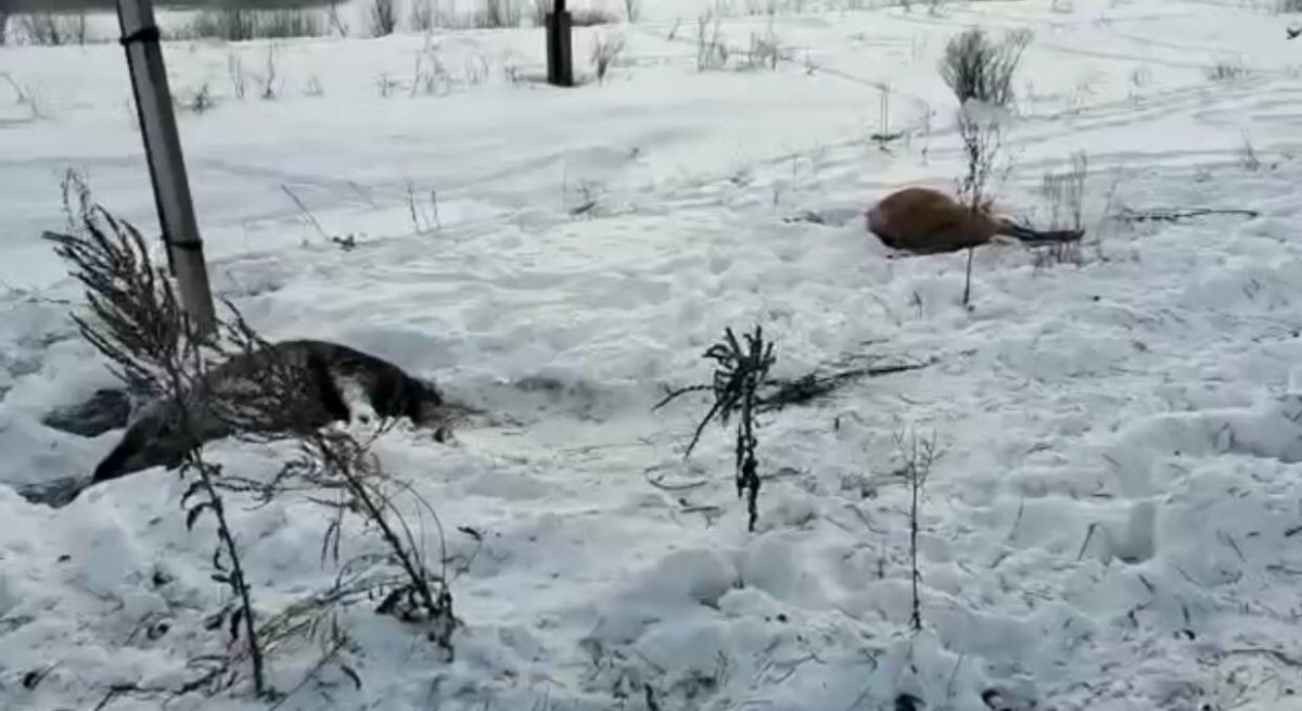 Шығыс Қазақстан облысында жүк пойызы 8 жылқыны қағып кетті (ВИДЕО)