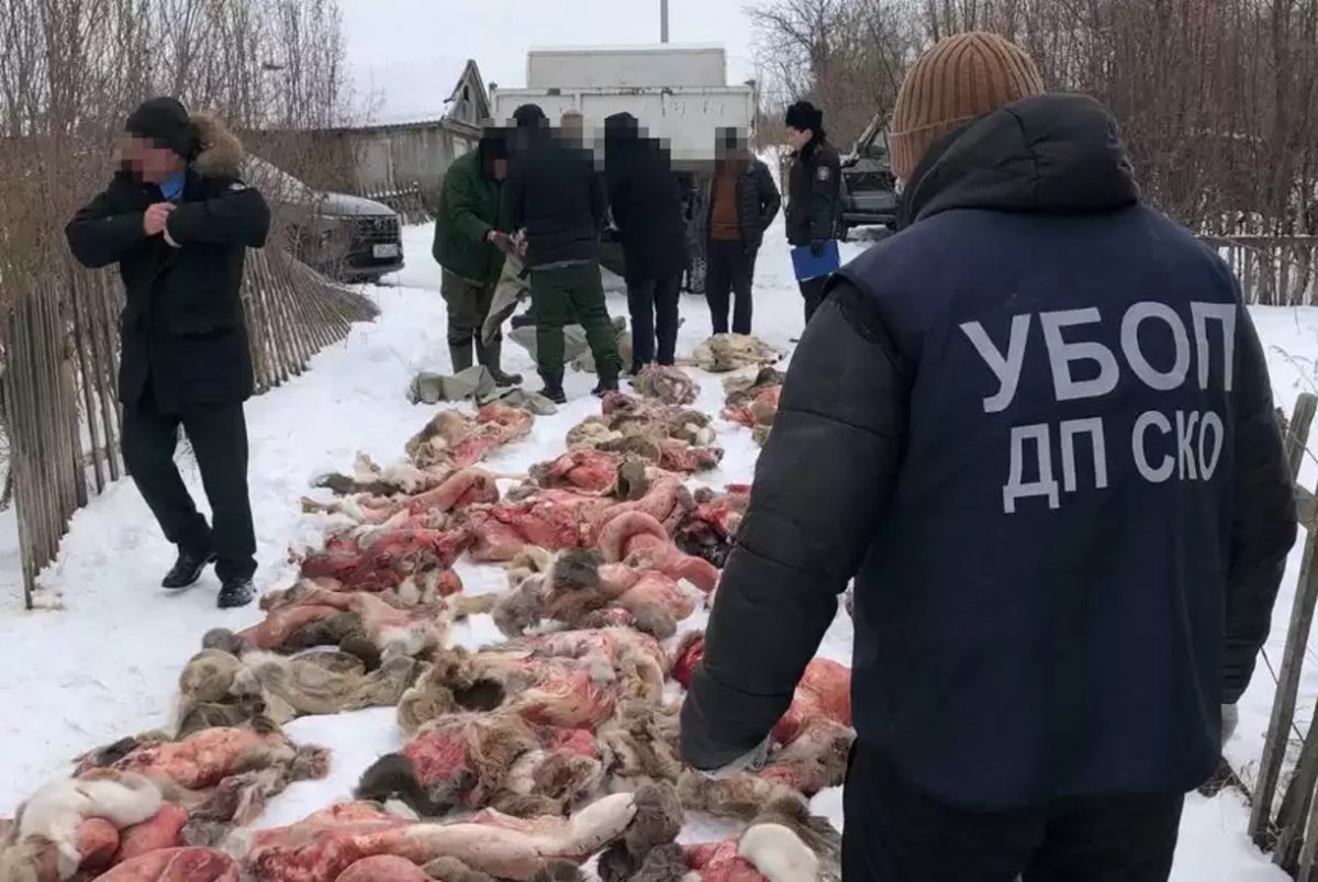 Петропавлда 50-ден астам елікті заңсыз атқандар ұсталды