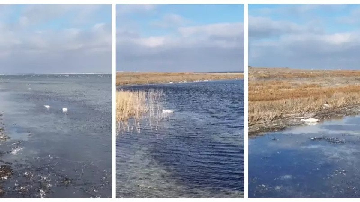 Ақтауда аққулардың қырылуына қатысты әкімшілік істер қозғалды