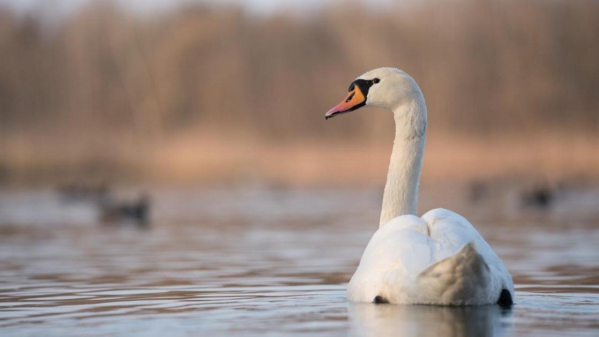 Баянауыл ауданындағы Біржанкөлге сирек кездесетін аққулар қонды