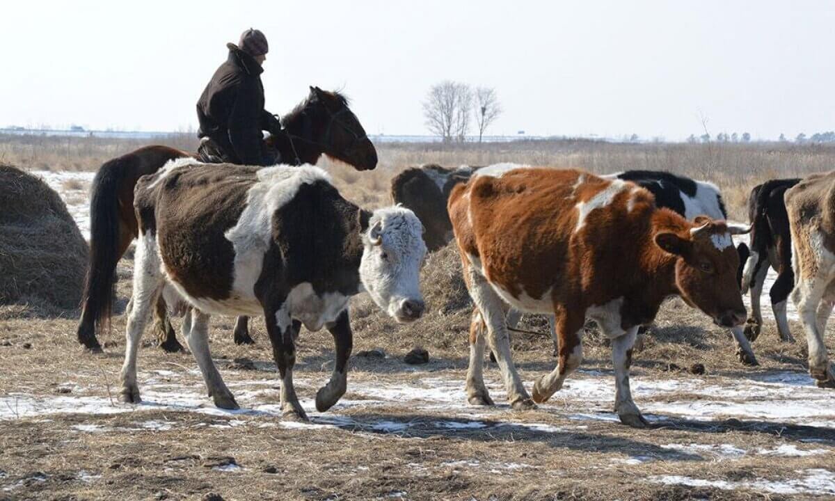 Ақмола облысында мал ұрлығын кәсіп еткен екі азамат сотталды