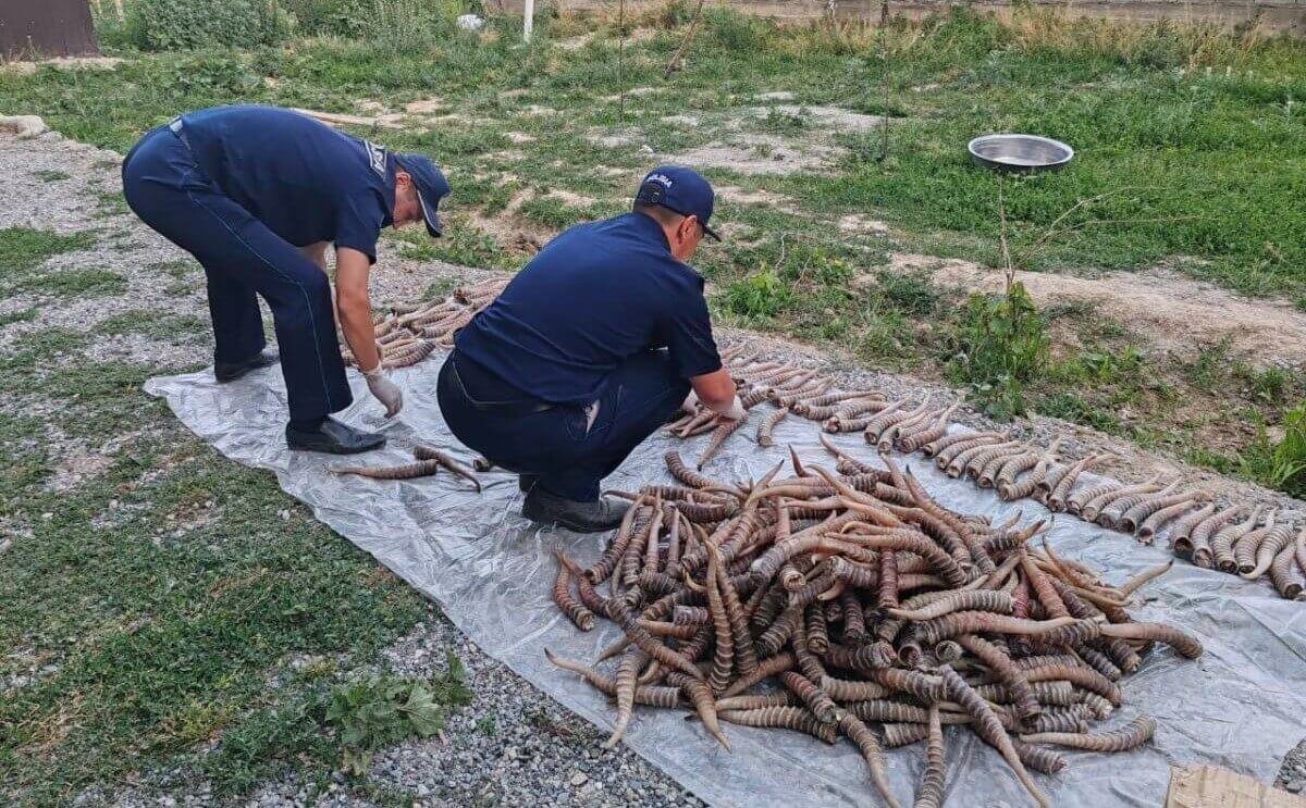 1,2 млрд теңге шығын: Жетісу облысында ақбөкен мүйізін заңсыз сақтаған күдікті ұсталды