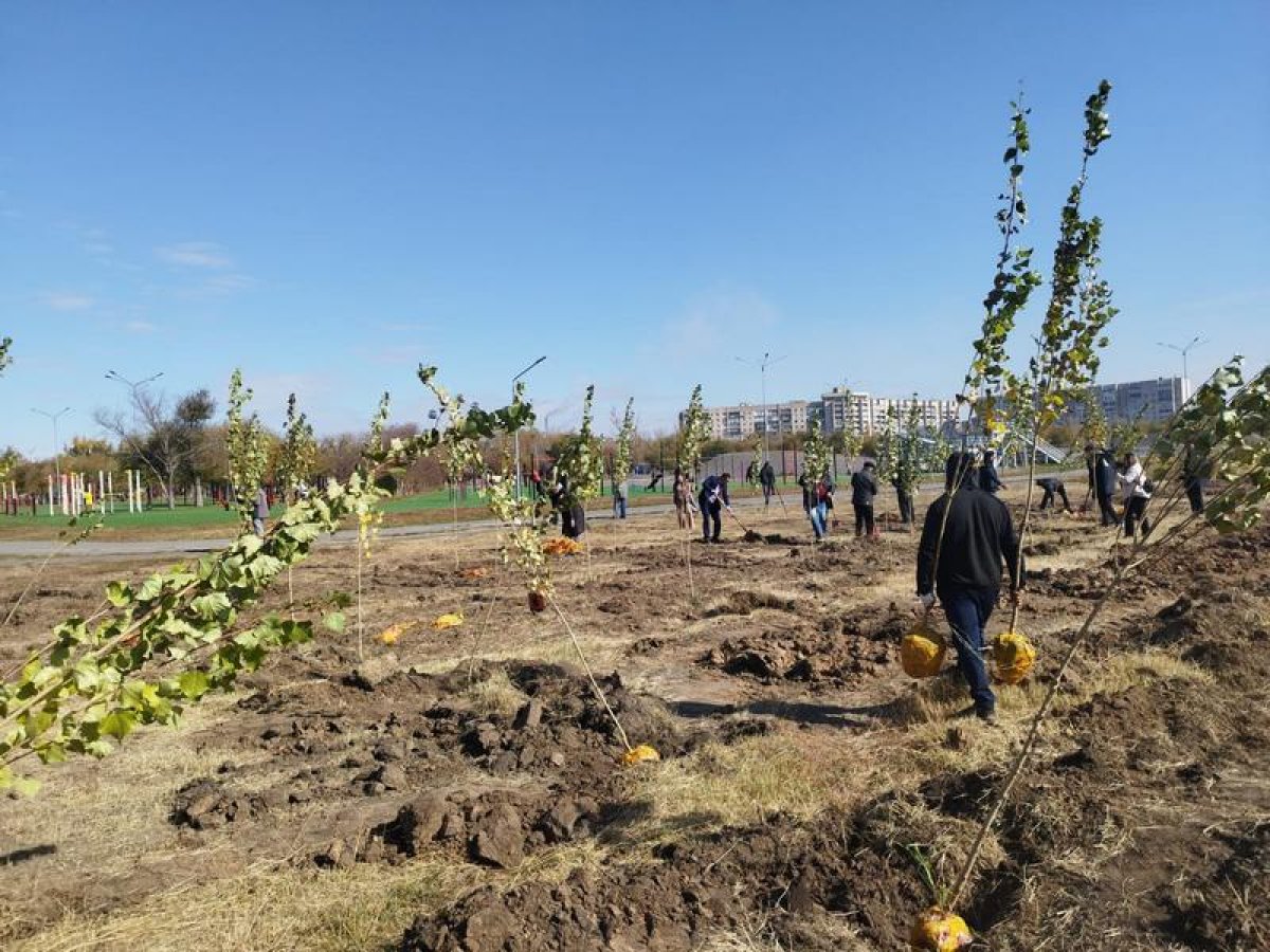 Қарағандыда бір күнде 1 000 терек егілді