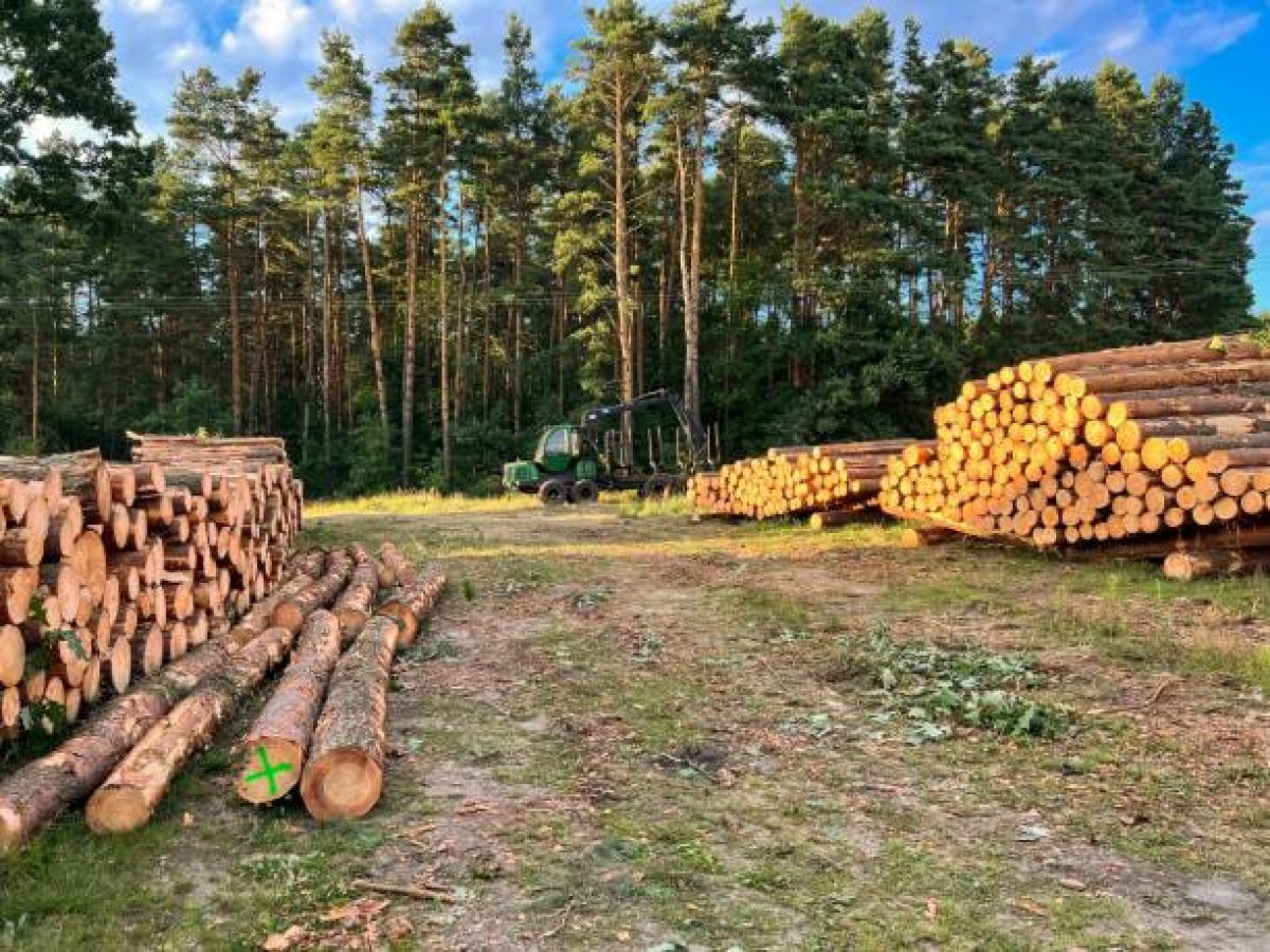 Қостанайда орман шаруашылығы басшысы 21 млрд теңге төлеуге міндеттелді