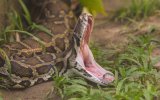 64 жастағы әйел өзіне шабуыл жасаған 20 келі жыланмен 2 сағат арпалысқан