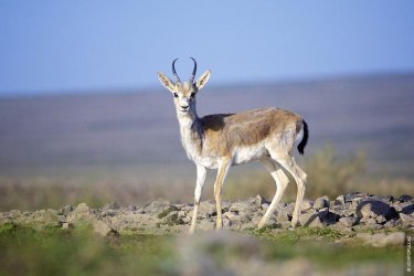 Аң аттарын дұрыс жаза алмайтынымыз өкінішті