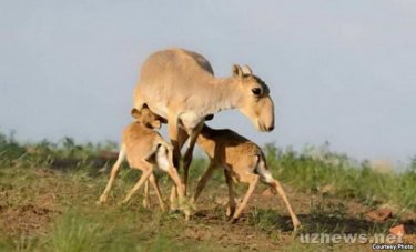 Ресейлік мамандар киіктердің қырылу себебін анықтады