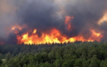 Калифорнияда орман өртінен қаза тапқандар саны 79-ға жетті