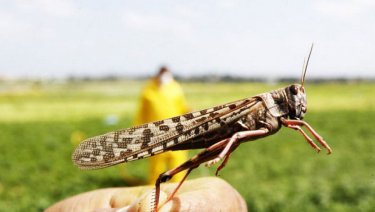 МАРОККО ШЕГІРТКЕСІНЕ ҚАРСЫ КҮРЕС ЖОҒАРЫ ДЕҢГЕЙДЕ