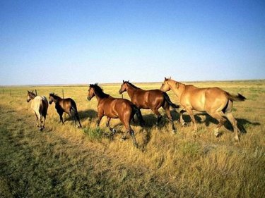 Елорда маңынан өлексесі табылған 46 жылқыны министрлік қызметкері ұрлаған