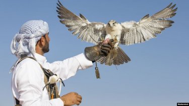 Қазақстан БАӘ мен Қатар шейхтеріне дуадақ аулауға рұқсат берді