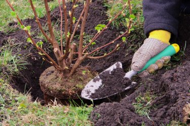 Ақтөбеде әр тал-көшет түгенделіп, жеке құжатпен бекітіледі