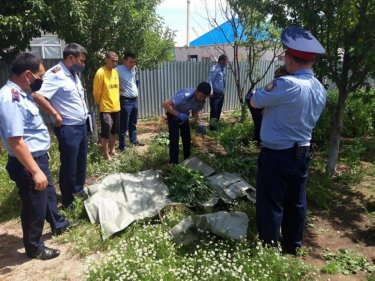 Түркістан облысында 80 жастағы қарияның ауласынан 62 келі көкнар табылды