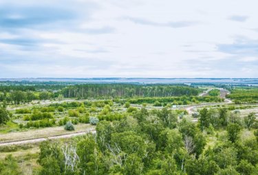 Астана орманының аумағы 100 мың гектарға жеткізіледі