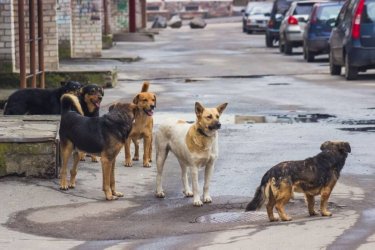 Елімізде бұралқы иттерді ұстауға бөлінетін қаржы көлемі 53 пайызға көбейді