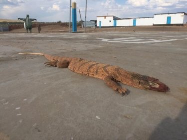 Жұрттың зәресін алған алып кесіртке расымен Жетісайдан табылған ба? - әкімдік жауап берді