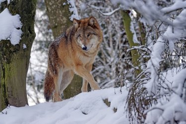 «Қырып тастады»: Солтүстік Қазақстанда қасқыр қалмаған