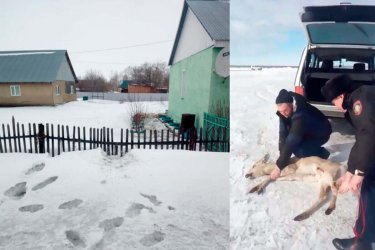 Даладан азық таба алмаған еліктер ауылдарға кіріп жатыр