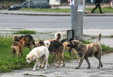 БҚО-да қаңғыбас иттермен күреске тағы 8 миллион теңге бөлінеді