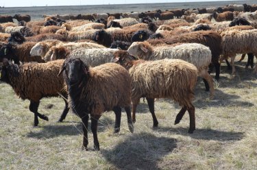 Атырауда мыңнан астам қой тірідей өртеніп кетті