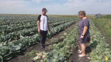 Солтүстік Қазақстан облысында көкөніс бизнесіне қауіп төнді