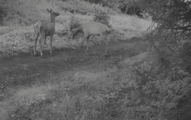 Алматы облысында маралдар фототұзаққа ілікті