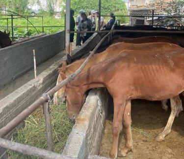 «Ауыл аманаты»: Түркістан облысында 11,6 млрд теңге сомасына 2 018 жоба қаржыландырылды