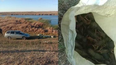 Батыс Қазақстан облысының екі тұрғыны 80 келі шаянды заңсыз аулаған