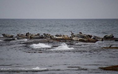 Елімізде жаңа ғылыми институт құрылады