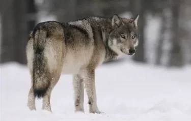 Қарқаралыда үш әйелге шапқан қасқырдан құтырма ауруы анықталды