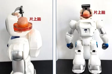 Қытай ғалымдары миы адам жасушасынан жасалған робот құрастырып шықты