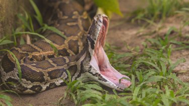 64 жастағы әйел өзіне шабуыл жасаған 20 келі жыланмен 2 сағат арпалысқан