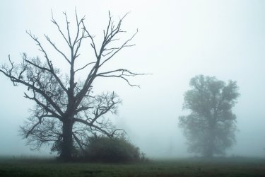 Ағаштар көмірқышқыл газын сіңіру қабілетін жоғалтып жатыр – зерттеу