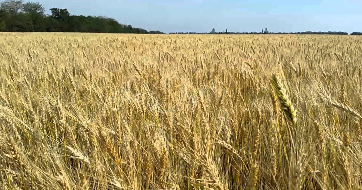 Ауылшаруашылық корпорациялары салықты 70% пайыз жеңілдікпен төлейді