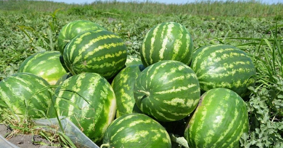 ОҚО шаруалары Ресейге 300 тонна қарбыз экспорттады