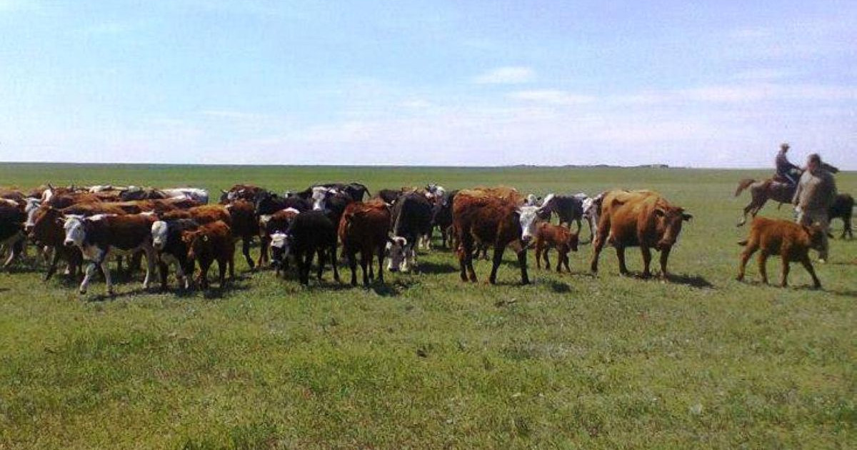 Жайылым жерсіз қалған сарыағаштықтар ереуілге шықпақшы