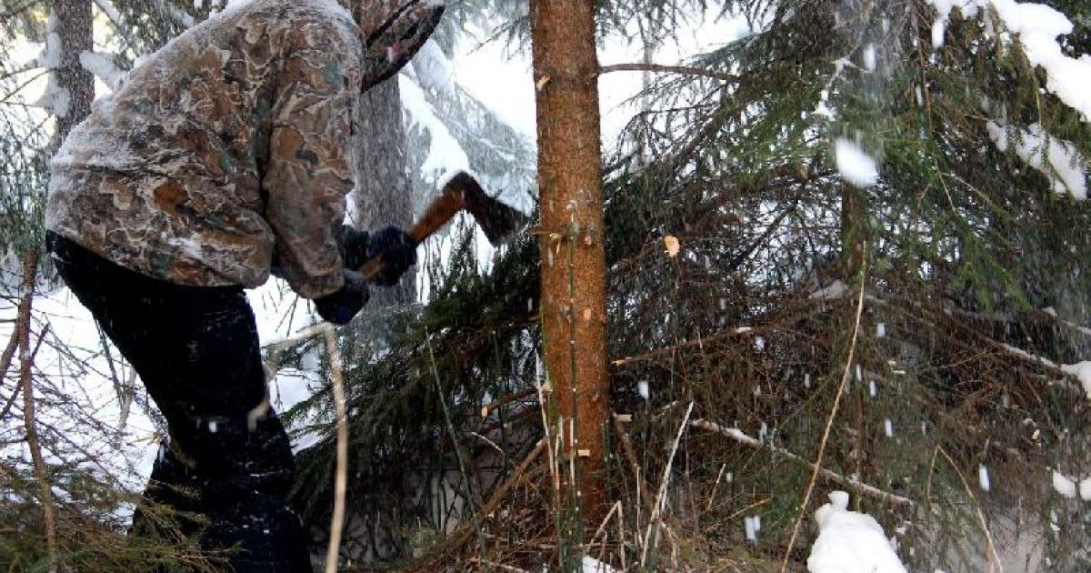 Орман сәнін отағандар жазадан құтылмайды