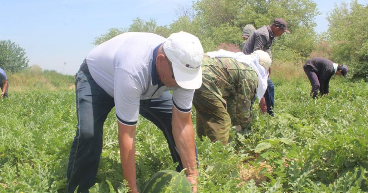 Жетісайда 324 мың тоннадан астам бақша өнімдері жиналды