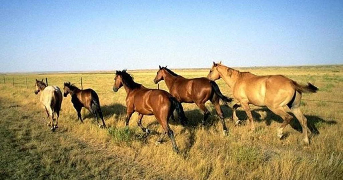 Елорда маңынан өлексесі табылған 46 жылқыны министрлік қызметкері ұрлаған