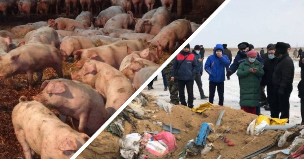 Бестамақ ауылындағы шошқа фермасына 7,2 миллиард теңге айыппұл салынды